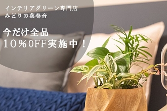 【オンライン限定】10%オフ！おしゃれな観葉植物