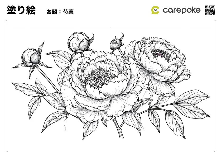 ＃46【塗り絵】芍薬